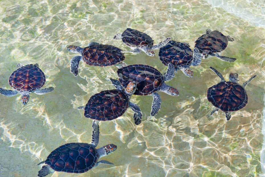 Baby Turtles at Cayman Turtle Farm